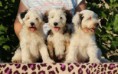 /album/fotogaleria-potomkovia-offsprings/a11754498-921614061230962-5823251683686212212-o-jpg/
